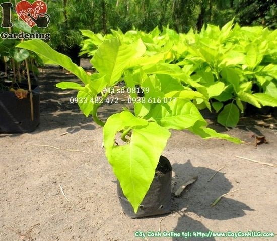 Cây lá trắng cao 25cm – kích thước nhỏ phù hợp để bàn làm việc