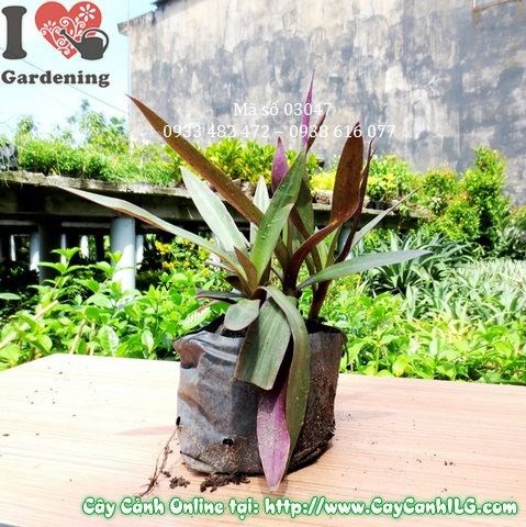 Cây lẻ bạn cao 15cm – mặt lá xanh đậm và tím đỏ tương phản đặc trưng