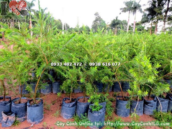 Cây Liễu Hoa Đỏ cao 1m2 trồng cảnh quan đẹp