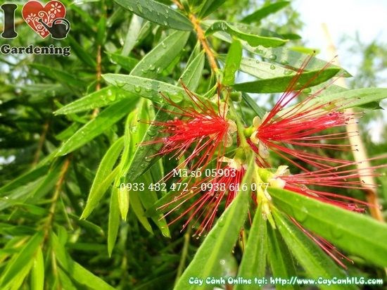 Chùm hoa đỏ đặc trưng của cây Tràm Bông Đỏ