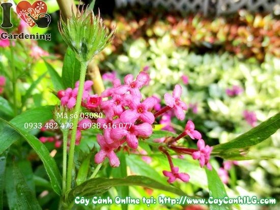 Cây liễu hồng trồng chậu – thích hợp ban công, nội thất
