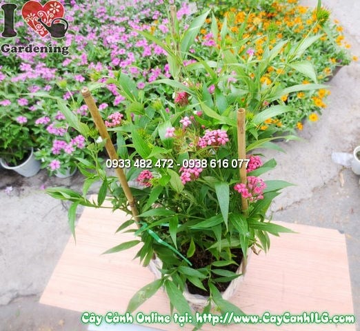 Cây liễu mai cao 35cm hoa hồng đẹp tại ILG