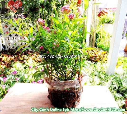 Cây liễu mai 35cm trồng chậu trang trí sân vườn