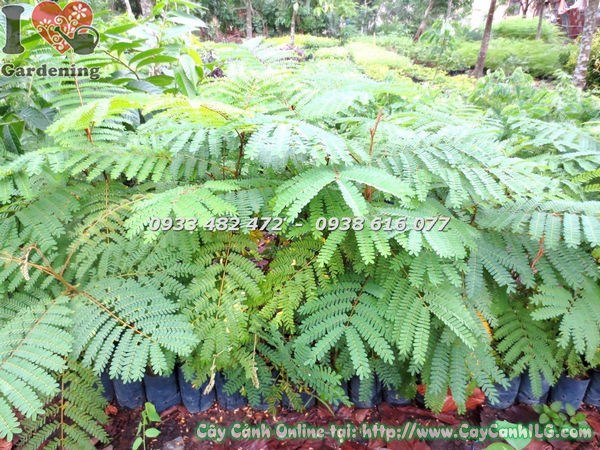 Hoa lim sét vàng rực rỡ nở thành chùm lớn, tạo cảnh quan ấn tượng