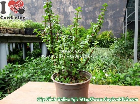 Cây linh sam Đà Lạt cao 30cm – dáng bonsai thân gỗ lâu năm
