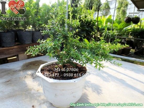 Đặc điểm hoa và lá cây linh sam 22cm