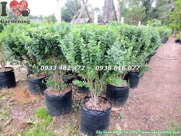Cây linh sam lá trồng cảnh quan công trình