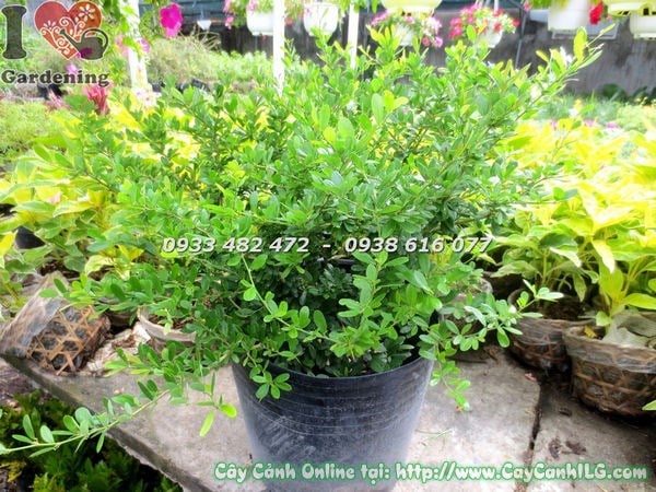 Nhân giống cây linh sam lá nhỏ hoa tím