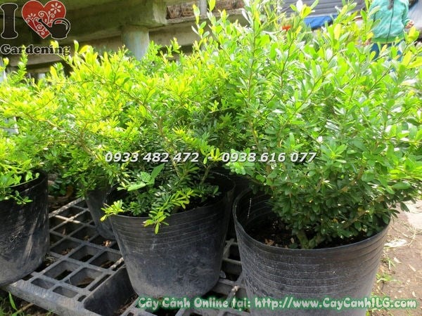 Hoa tím đẹp của cây linh sam lá nhỏ