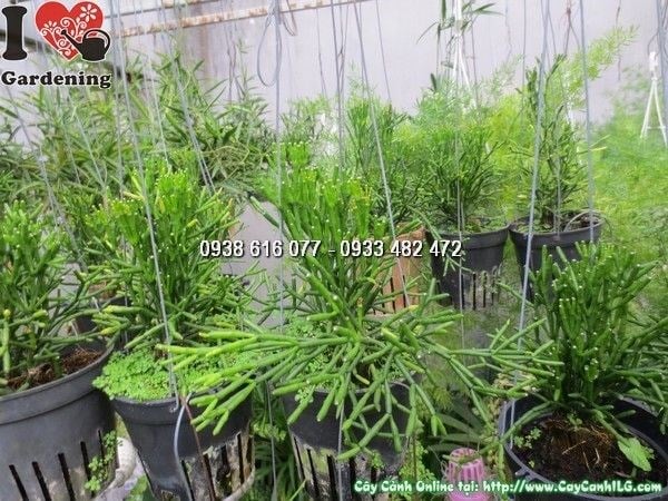chăm sóc cây lộc nhung chậu treo 20cm