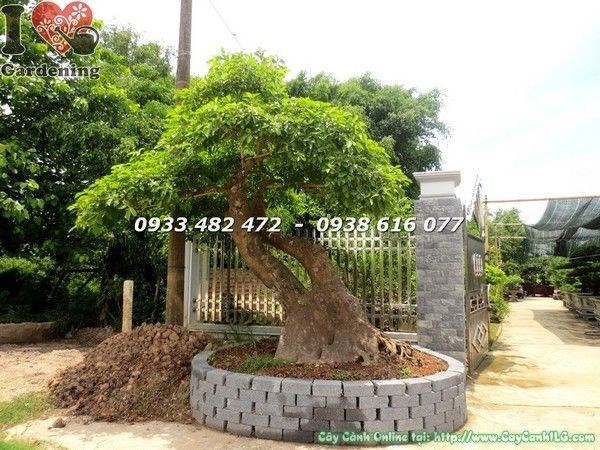 Cây lộc vừng bonsai cổ thụ hoa đỏ rực tán đẹp - ILG caycanhilg.com
