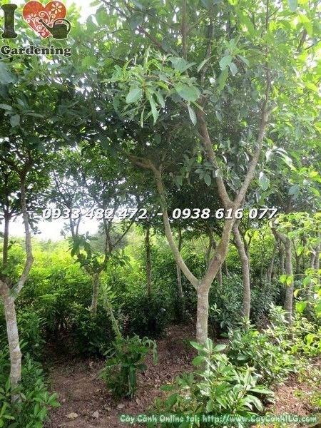 Cây lộc vừng cao 3m tán đẹp – thân gỗ khoẻ, tán xanh mướt