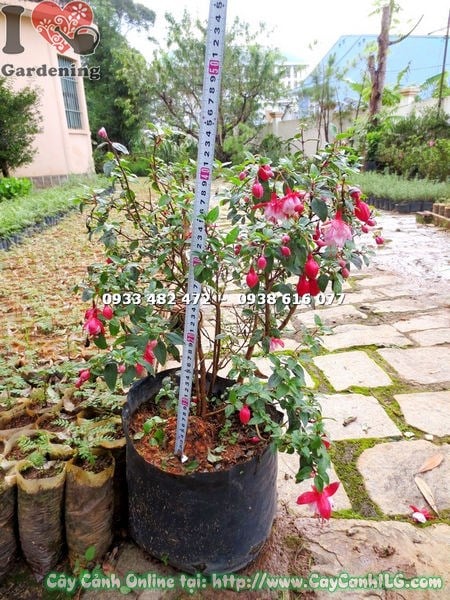 Cây lồng đèn búp bê cánh kép 40cm trồng chậu trang trí