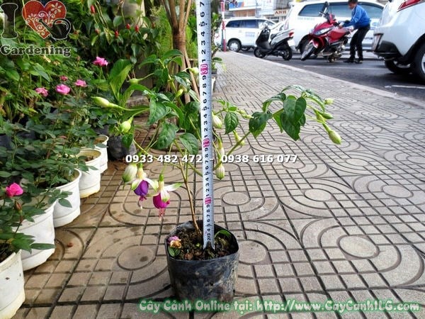 Cây lồng đèn hoa tím hồng trang trí sân vườn, lối đi