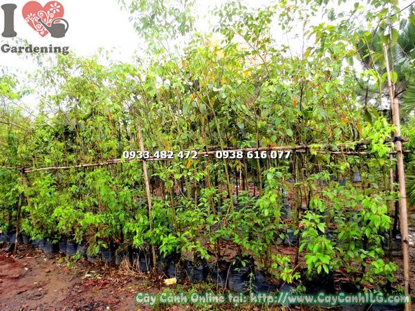 Cây long não trưởng thành - bóng mát và phong thủy tốt