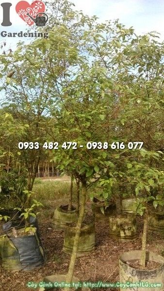 Cây long não cao 3m - cung cấp sỉ lẻ tại TP.HCM - ILG