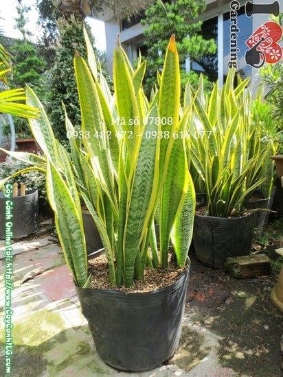 Cây lưỡi hổ bụi lớn cao 60cm tại ILG
