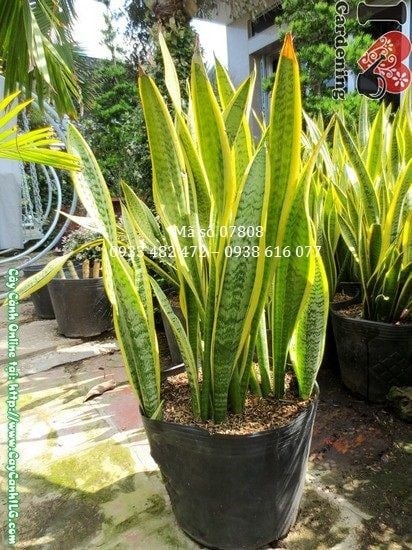 Cây lưỡi hổ bụi lớn cao 60cm khỏe mạnh tại ILG
