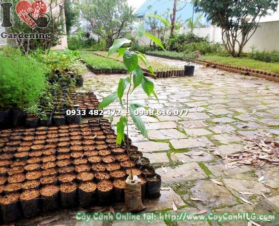 Cây mai anh đào giống tại vườn ILG