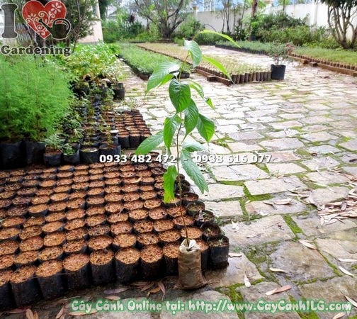 Hoa mai anh đào hồng phấn rực rỡ