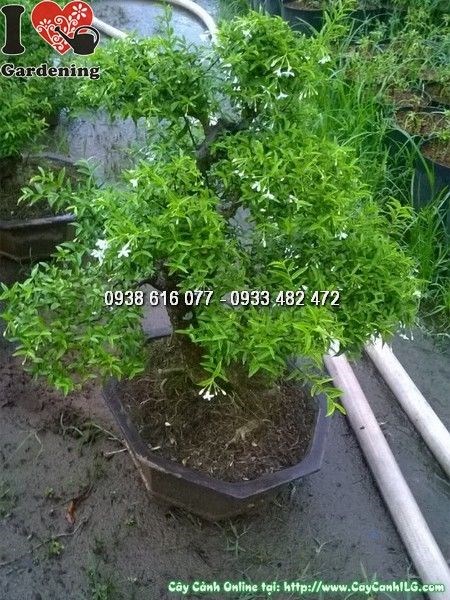 Cây mai chiếu thủy bonsai 50cm – lý tưởng trang trí và tặng quà