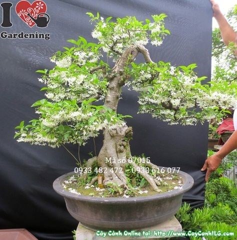 Cây mai chiếu thủy bonsai đẹp dùng trang trí nội thất