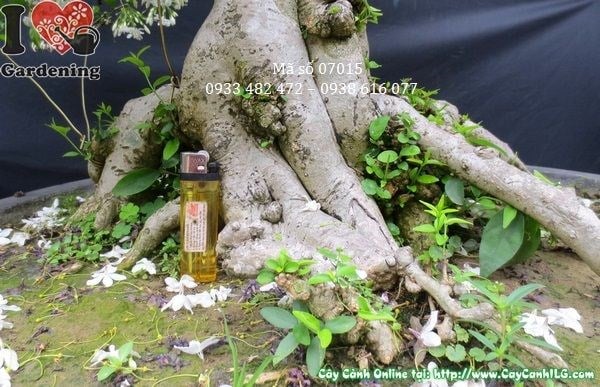 Cây mai chiếu thủy bonsai chăm sóc tưới nước đúng cách