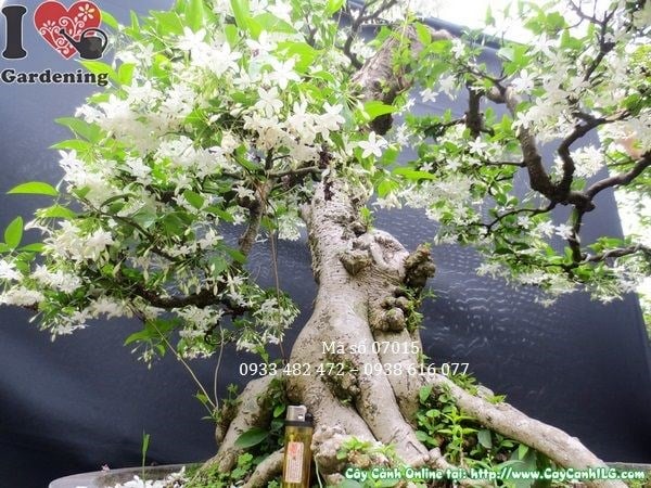 Nghệ thuật tạo dáng bonsai cây mai chiếu thủy