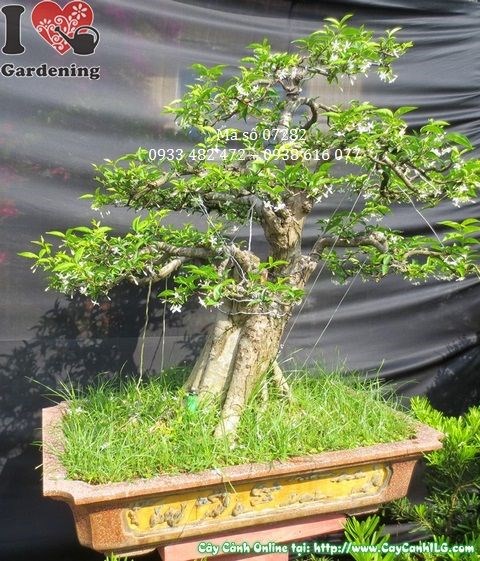 Chi tiết hoa và lá cây mai chiếu thủy bonsai già 90cm Ms 07282