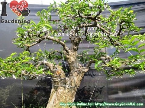 Hoa trắng tinh khôi trên cây mai chiếu thủy bonsai già cao 90cm Ms 07282