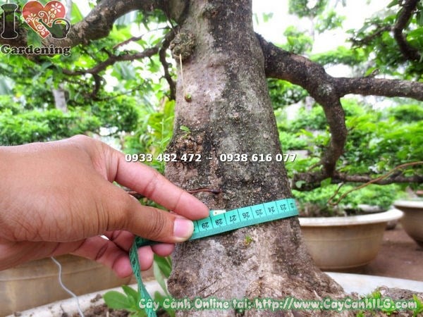 Cây mai chiếu thủy bonsai kiểng cổ 2m – ứng dụng cảnh quan sân vườn