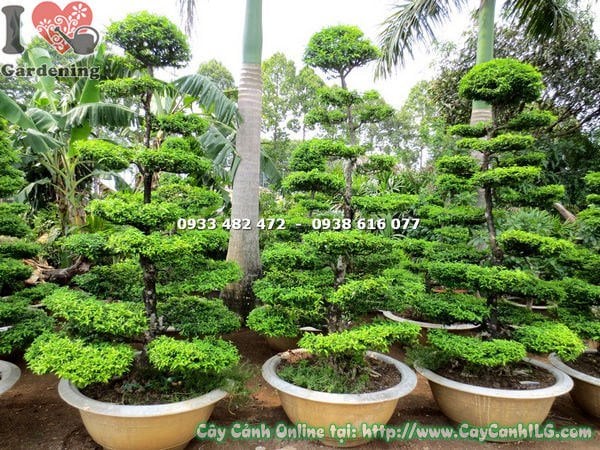 Cây mai chiếu thủy bonsai kiểng cổ 2m – thân già lá nhỏ hoa trắng thơm