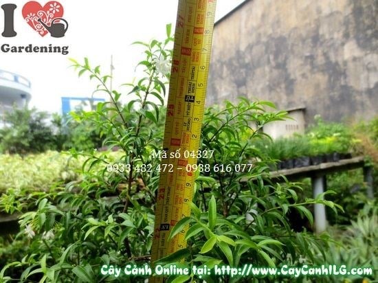 Cây mai chiếu thủy 60cm ứng dụng trang trí không gian