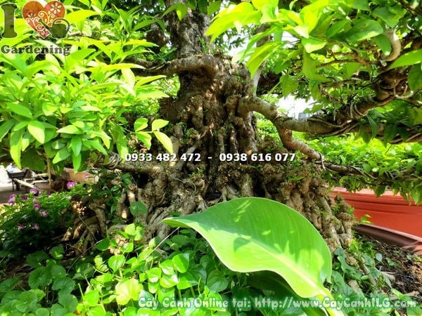 Cây mai chiếu thủy kiểng cổ lớn thân gỗ bề thế Ms 17897