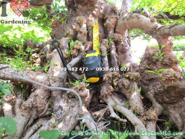 Cây mai chiếu thủy kiểng cổ lớn tán lá xanh Ms 17897