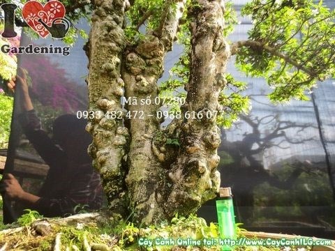 Cây mai chiếu thủy lá nhỏ bonsai già hoa trắng rủ xuống đẹp tại ILG