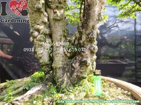 Chi tiết dáng cây mai chiếu thủy lá nhỏ bonsai già thân cổ thụ rễ nổi