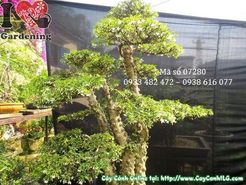 Cây mai chiếu thủy lá nhỏ bonsai già nhìn mặt sau toàn cảnh