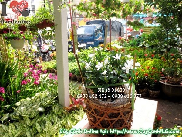 Cây mai chỉ thiên 25cm tươi tốt nhiều quả đỏ