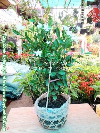 Cây mai chỉ thiên 45cm nhiều quả đỏ rực