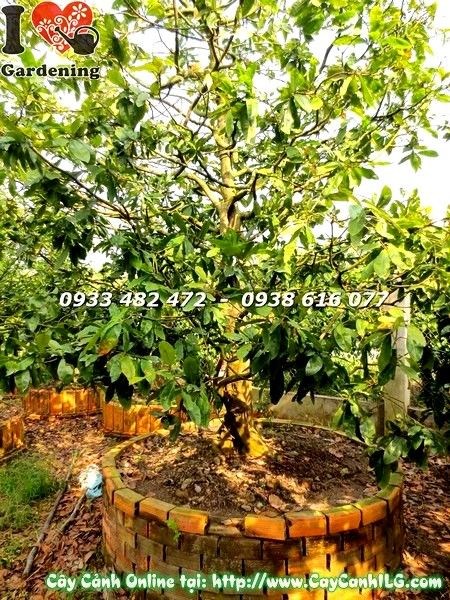 hình ảnh cây mai vàng cổ thụ gốc đẹp cao 4m Ms 19403