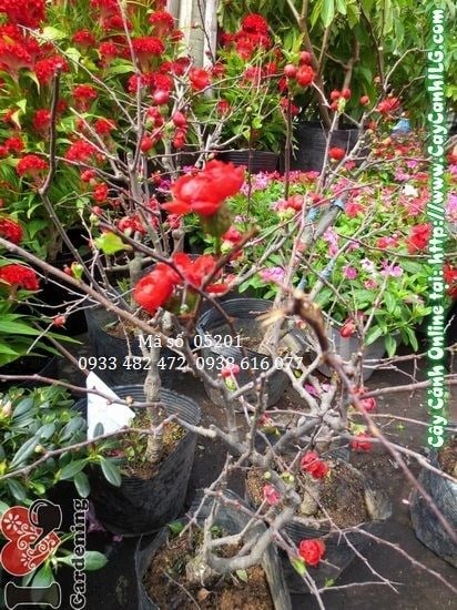 Cây Mai Đào Đà Lạt cao 40cm – sắc hoa xuân rực rỡ