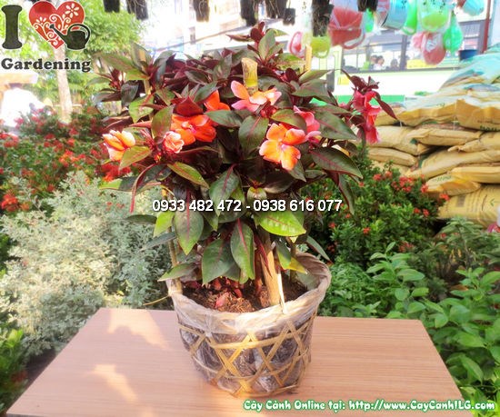 cây mai dạ thảo cao 30cm - hoa nhiều màu sắc rực rỡ