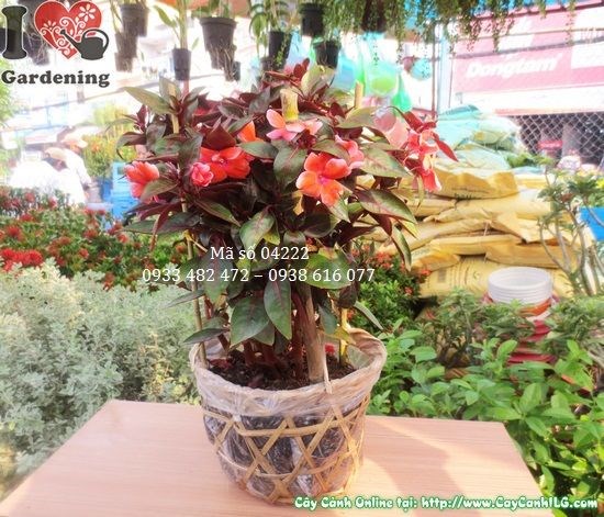 Cây mai địa thảo hoa vàng rực rỡ tại vườn ILG
