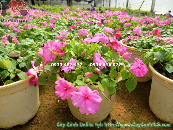 Cây mai địa thảo hồng cao 15cm – sắc hồng tươi tắn, lá xanh mướt