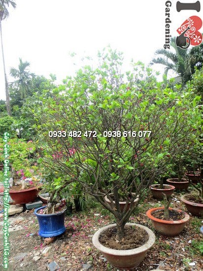Cây mai đỏ gốc lớn tán tròn nở hoa rực rỡ ngoài trời