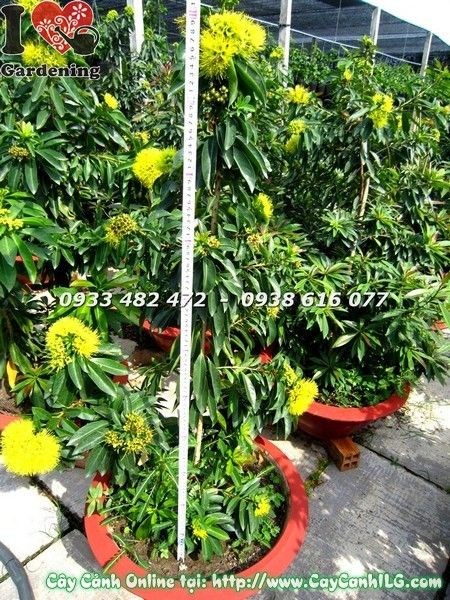 Cây mai thái vàng cao 1.1m trưởng thành