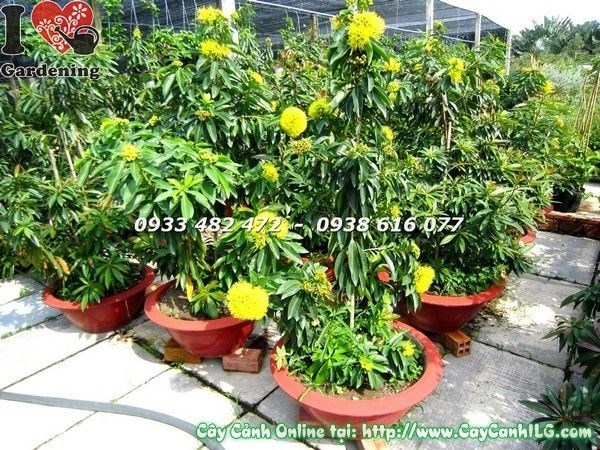 Cây mai thái vàng xanh tốt khỏe mạnh