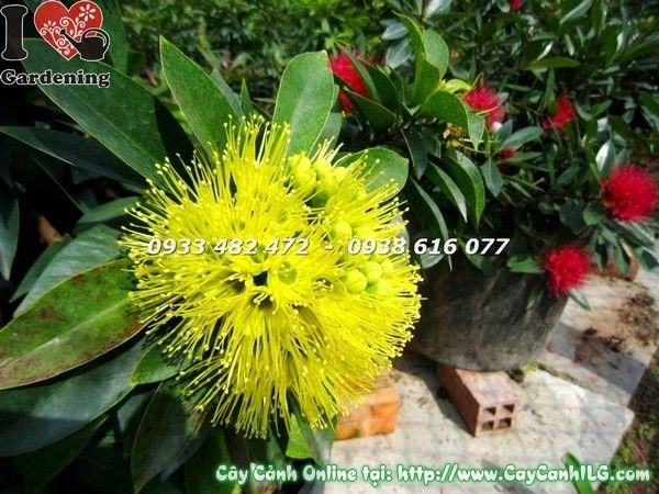 Cây mai thái vàng trồng trang trí sân vườn