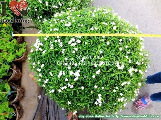 Cây mai tiểu thư 50cm tán 70cm Ms 07809 tại vườn ILG